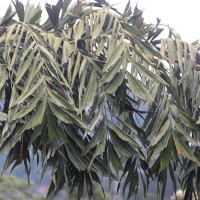 Caryota urens L.